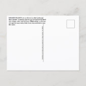 Desert Plants Postcard ポストカード (裏面)