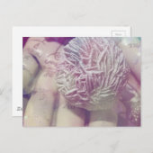 Desert Rose ポストカード (正面/裏面)