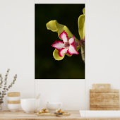 Desert-Rose (Adenium Obesum), South Africa ポスター (キッチン)