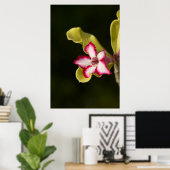 Desert-Rose (Adenium Obesum), South Africa ポスター (ホームオフィス)