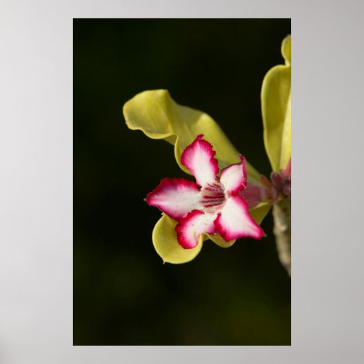 Desert-Rose (Adenium Obesum), South Africa ポスター (正面)