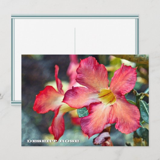 Desert Rose: Flat Card (正面/裏面)