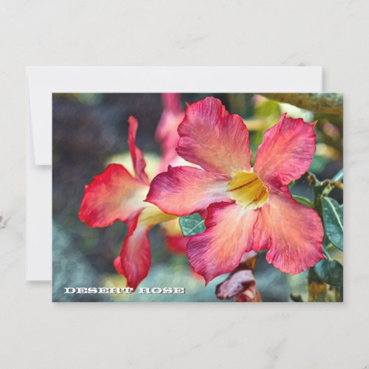 Desert Rose: Flat Card (正面)