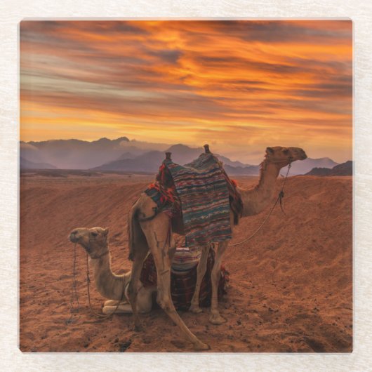 Deserts | Bactrian Camel Egypt Sand Dune ガラスコースター (正面)