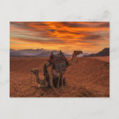 Deserts | Bactrian Camel Egypt Sand Dune ポストカード (正面)