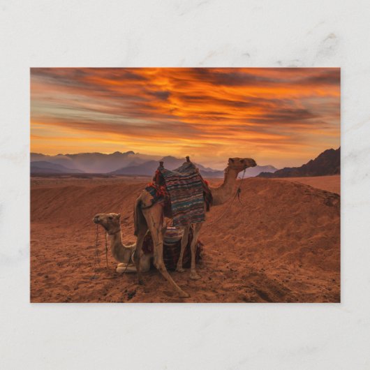 Deserts | Bactrian Camel Egypt Sand Dune ポストカード (正面)