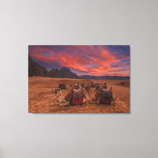 Deserts | Camels Sinai Mountains Egypt キャンバスプリント (正面)
