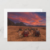 Deserts | Camels Sinai Mountains Egypt ポストカード (正面/裏面)