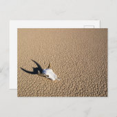 Deserts | Cow Skull on the Desert Ground ポストカード (正面/裏面)