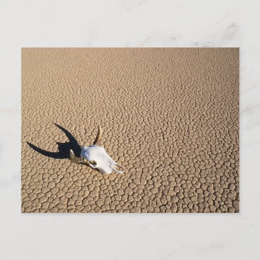 Deserts | Cow Skull on the Desert Ground ポストカード (正面)