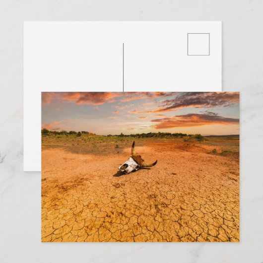 Deserts | Desert with Cow Skull ポストカード (正面/裏面)