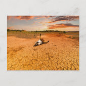Deserts | Desert with Cow Skull ポストカード (正面)