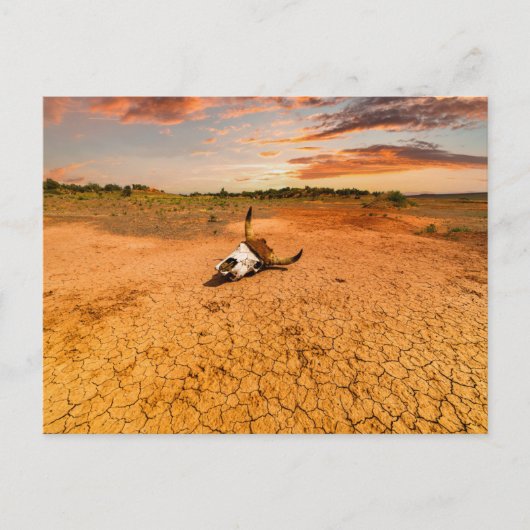 Deserts | Desert with Cow Skull ポストカード (正面)