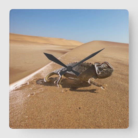 Deserts | Namaqua Chameleon in Desert スクエア壁時計 (正面)