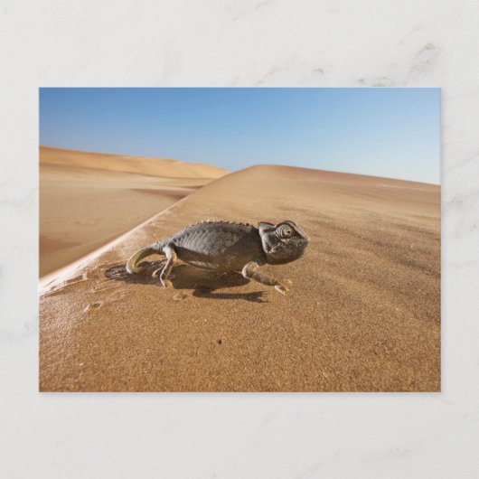 Deserts | Namaqua Chameleon in Desert ポストカード (正面)