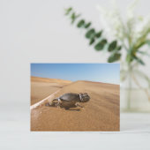 Deserts | Namaqua Chameleon in Desert ポストカード (スタンド正面)