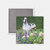 Deutsche Dogge, Great Dane,Hunde,Dogue Allemand マグネット (正面/裏面)
