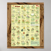 " Deutschland: 2020 - Das gross PILZe Bestimmungs- ポスター (正面)