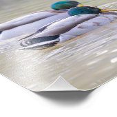 Deux canards colvert フォトプリント            (角)