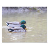 Deux canards colvert フォトプリント            (正面)
