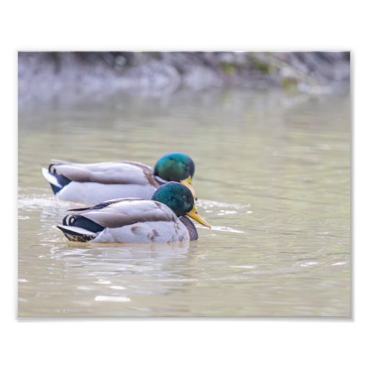 Deux canards colvert フォトプリント            (正面)