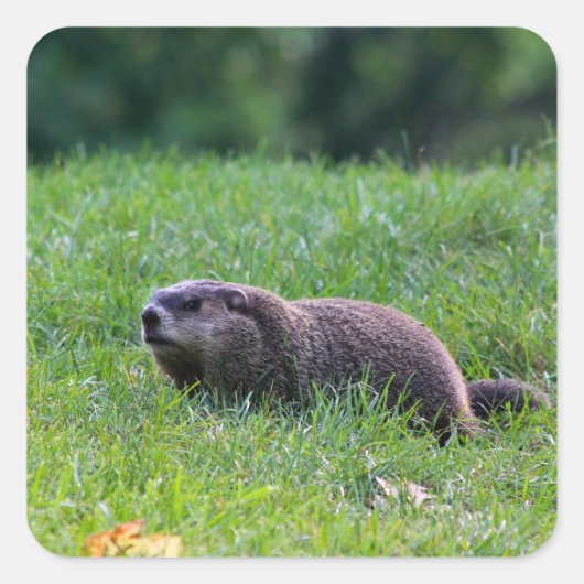 Devil's Hole Digger スクエアシール (正面)