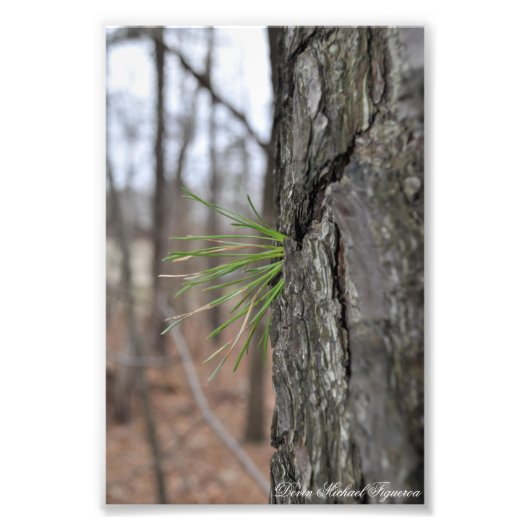 Devin Michael Figueroa 00010 フォトプリント (正面)