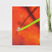 Dew Drop om Green Grass Peaceful Meditaion カード (正面)