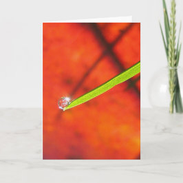 Dew Drop om Green Grass Peaceful Meditaion カード