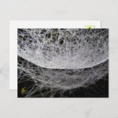 Dew Drop Water Hammock Spider Web ポストカード (正面/裏面)