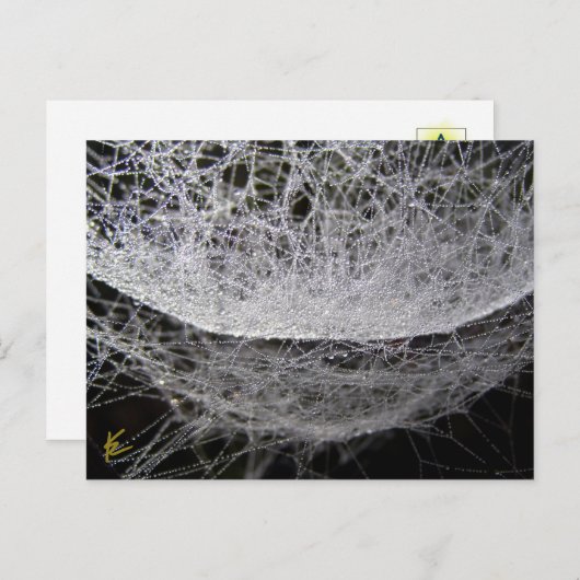 Dew Drop Water Hammock Spider Web ポストカード (正面/裏面)
