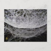 Dew Drop Water Hammock Spider Web ポストカード (正面)