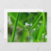 Dew Drops Holding Hands Beautiful Nature ポストカード (正面/裏面)