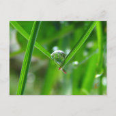 Dew Drops Holding Hands Beautiful Nature ポストカード (正面)