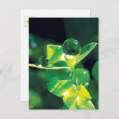 Dew Drops Nature Meditation Mindfulness ポストカード (正面/裏面)