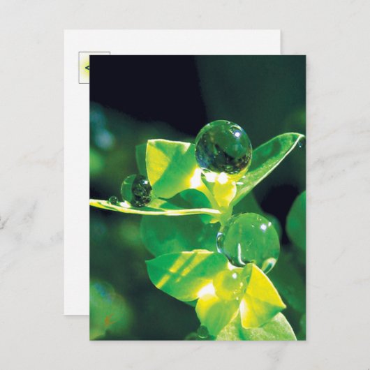 Dew Drops Nature Meditation Mindfulness ポストカード (正面/裏面)
