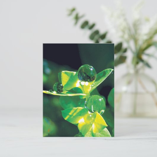 Dew Drops Nature Meditation Mindfulness ポストカード (スタンド正面)