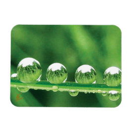 Dew Drops On Green Grass Elegant Nature マグネット