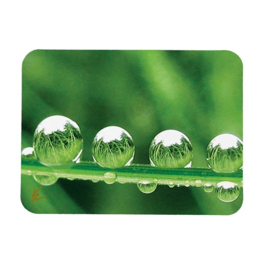 Dew Drops On Green Grass Elegant Nature マグネット (横)