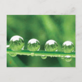Dew Drops on Green Grass Peaceful, Calming. Nature ポストカード (正面)