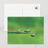 Dew Drops on Green Grass Peaceful Nature ポストカード (正面/裏面)