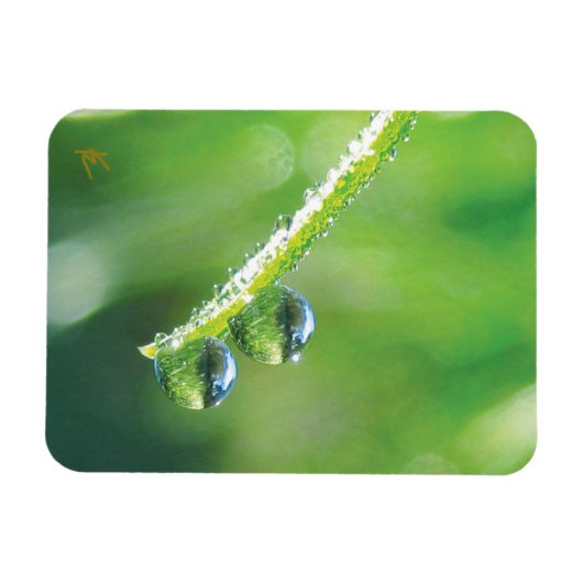 Dew Drops on Green Grass Peaceful Nature マグネット (横)