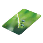 Dew Drops on Green Grass Peaceful Nature マグネット (左側)