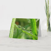 Dew Drops on Green Grass Poetry of Nature カード (正面)