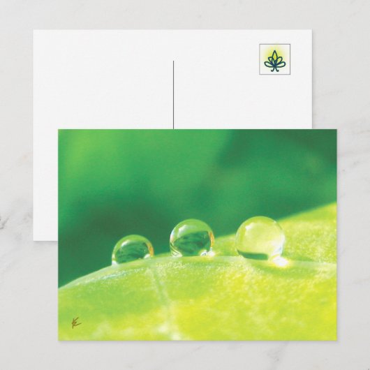 Dew Drops on Green Leaf Story in Nature ポストカード (正面/裏面)