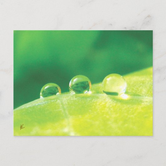 Dew Drops on Green Leaf Story in Nature ポストカード (正面)