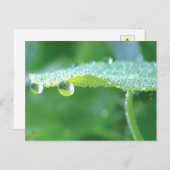 Dew Drops on Green Leaf Story in Nature ポストカード (正面/裏面)