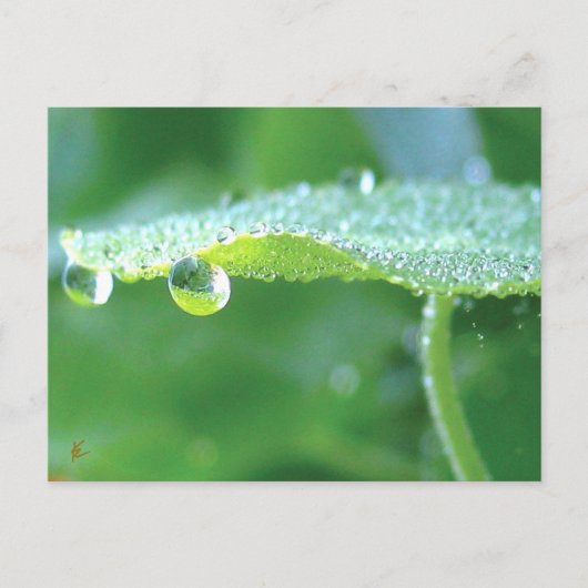 Dew Drops on Green Leaf Story in Nature ポストカード (正面)