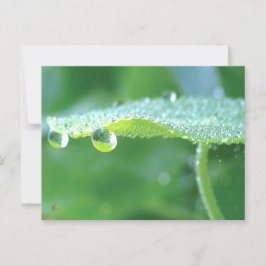 Dew Drops on Green Leaf Story in Nature ポストカード