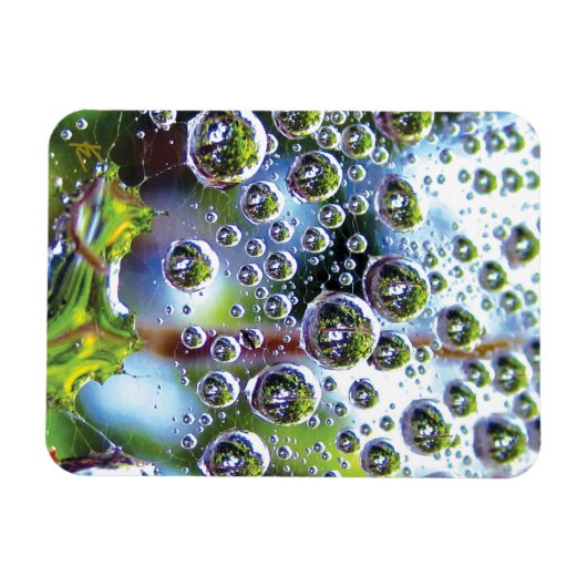 Dew Drops on Spider Web Amazing Nature マグネット (横)